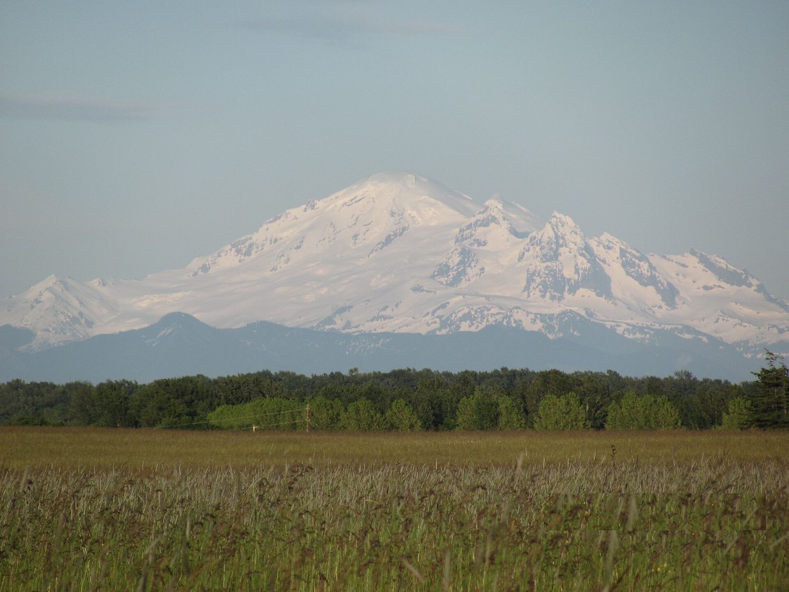 Mount Baker rising above evergreen trees and a golden field in Whatcom County